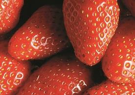 Erdbeeren_2-klein_40.jpg