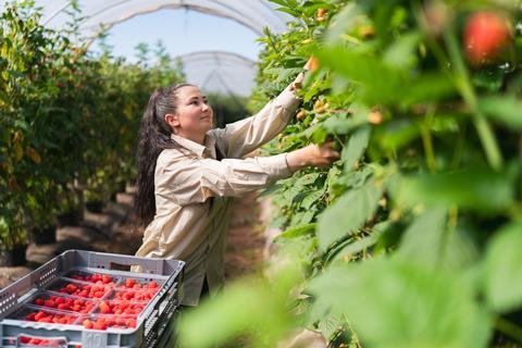 Soft-fruit grower Castleton Farm