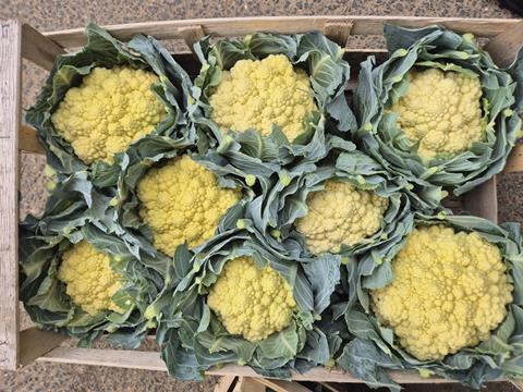 Cauliflowers are sunburnt due to extreme heat