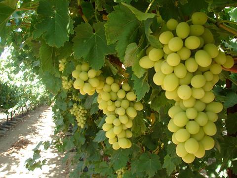 US Sugraone grapes on vine_San Joaquin Valley-1