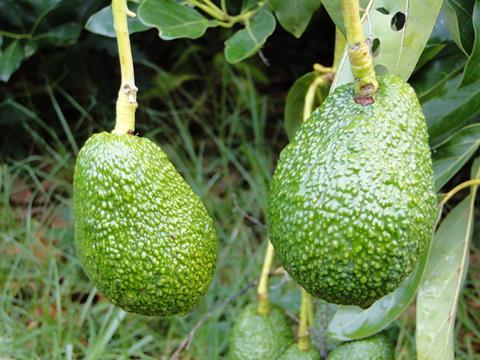 Neuseeland Bay of Plenty - Avocado Hass (17)