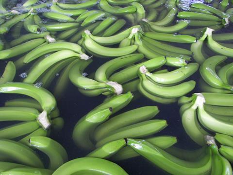Ecuador Bio-Bananen - Produktion & Verpackung (6)