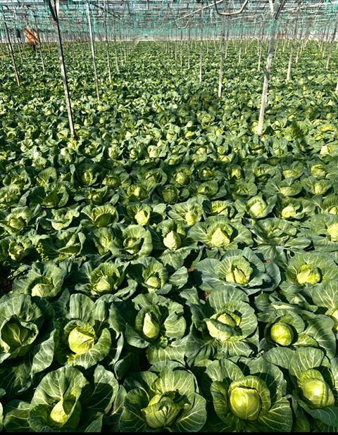 North Macedonian cabbage