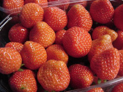 Erdbeeren-Elsanta-Gwh_01.JPG