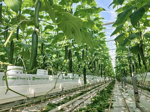 Port International  Hungary high wire cucumbers Zeiler Hungária