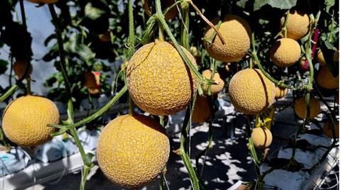 melonsgrownbyhomehillstudents
