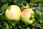 Südtirol_VI.P_Golden_Delicious_am_Baum_2010_04.jpg