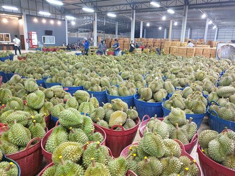 Thai fresh durians in Queen Frozen Fruit packhouse DiMuto story
