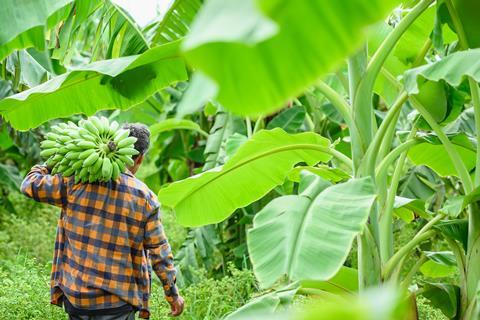 Banana plantation