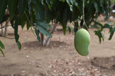 Mango from Punjab