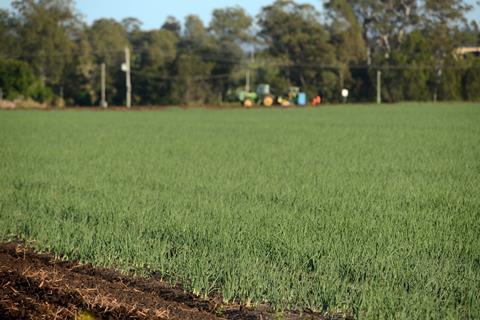 onions-growing-in-gatton2-hr