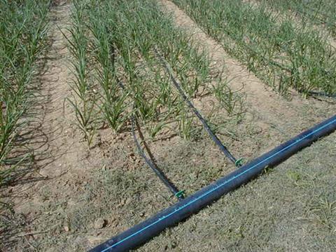 Drip irrigation systems play a vital role