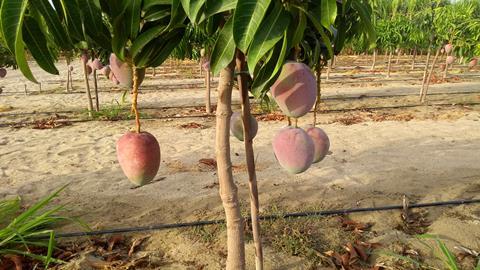 The acquisition includes joint ownership of a mango farm in Peru
