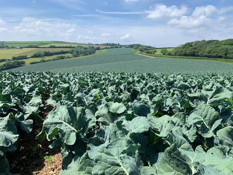 UK broccoli crop 2