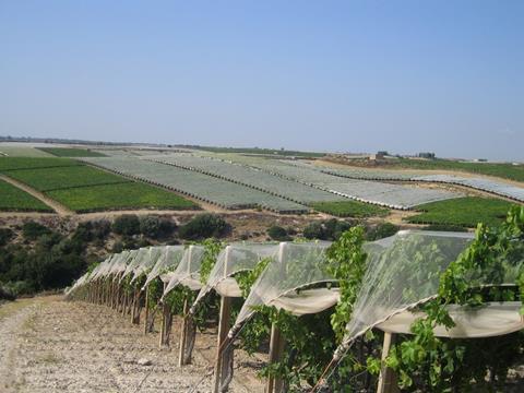 Italien: Trockenheit und hohe Temperaturen steigerten Trauben-Qualität