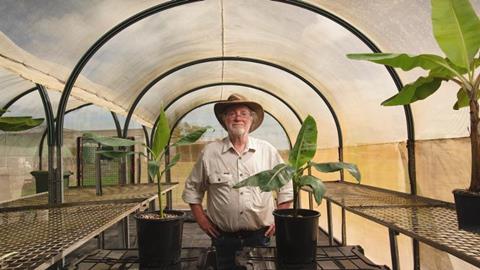 QUT Distinguished Professor James Dale with young banana plants in a shadehouse at the QUT field trial site in the Northern Territory