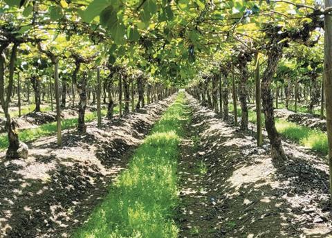 Chilean kiwifruit