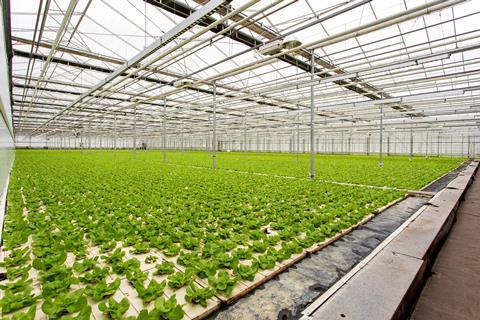 The businesses have 40 years' experience growing lettuce and herbs