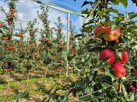 Samboa apples Italy Piedmont