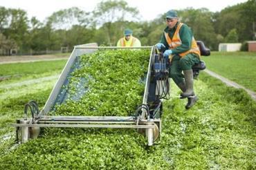 Watercress production is a skilled business
