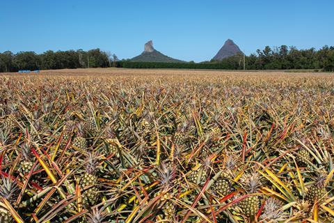 Australian pineapples are grown in Queensland