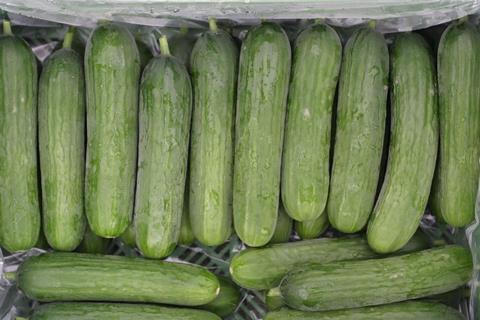 mini-cucumbers-2716567_1920