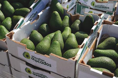 Australian avocados
