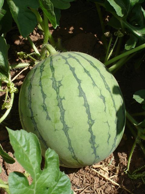 Brasilien Melonen