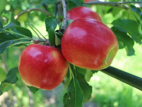 Apfel Lilibet® CIVM35