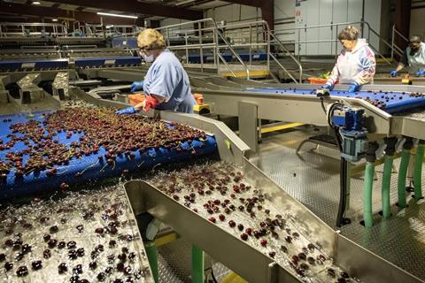 Orchard View Cherries packing USA Oppy