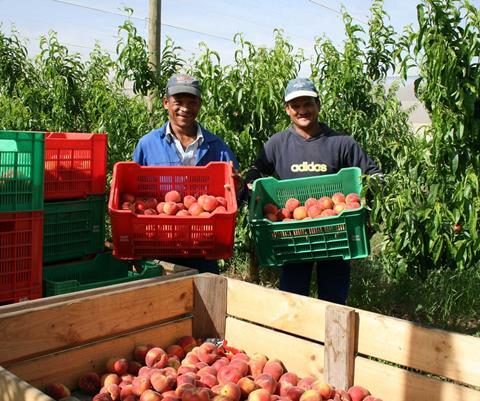 Südafrika: Leichte Erhöhung der Steinobst-Exporte