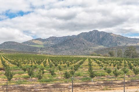 Citrusdal citrus
