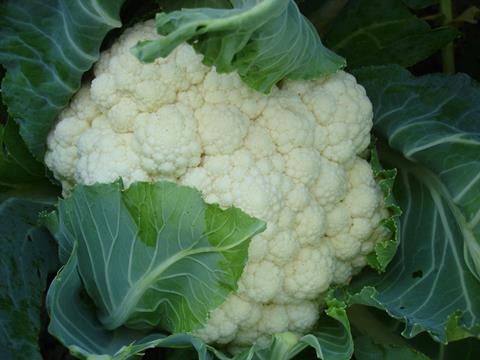 OGA_Soest_Blumenkohl_2007__3__05.JPG