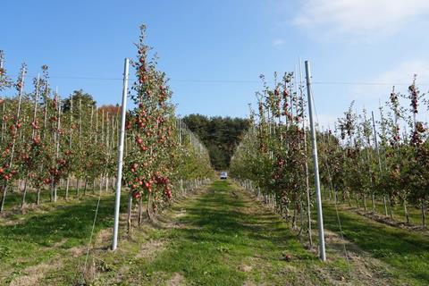 High-density apple orchard