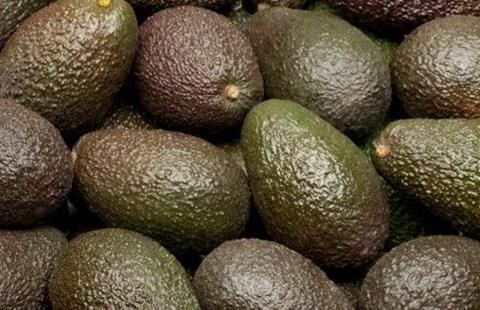 Avocados_ghana_01.jpg