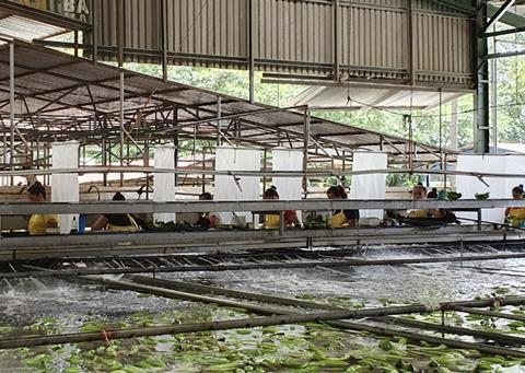 Costa Rican Bananas Corbana