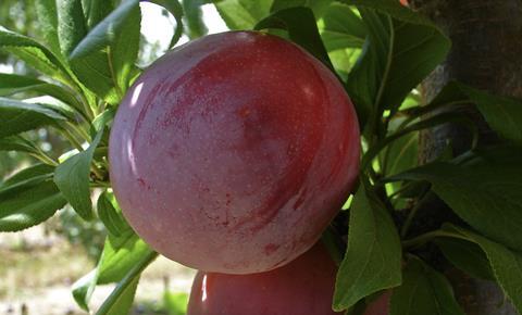 South African plum on tree closeup