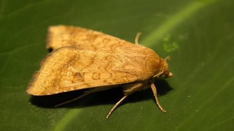 Baumwollkapseleule_Mario Waldburger agroscope