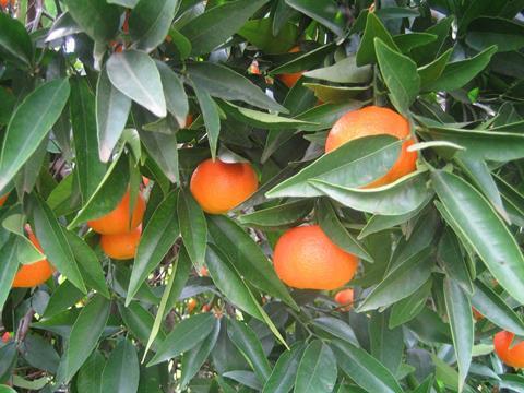 Italien: Bio-Anbieter Canova zufrieden mit Citrus-Saison