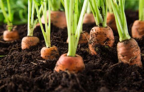 Huntapac is a major producer of carrots and parsnips
