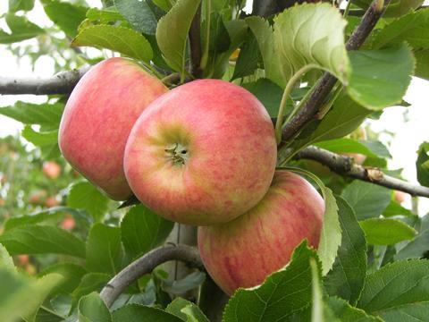 Elbe_Obst_Apfel_Royal_Gala_04.JPG