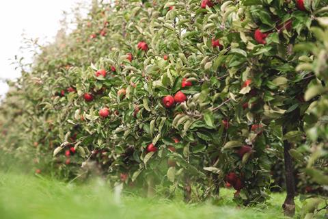 Craigmore-purchases-two-Mr-Apple-orchards-October-2024-scaled