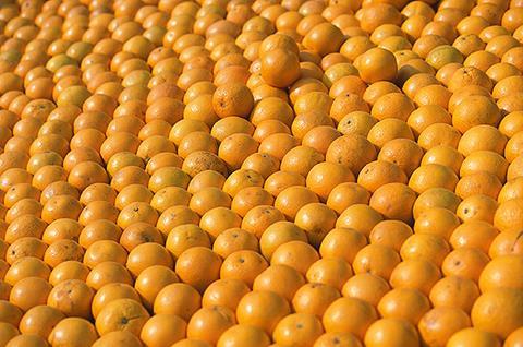 Orangen_Florida_01.jpg