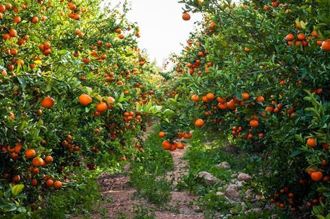 Marokko: Erntestart bei Citrusfrüchten steht kurz bevor