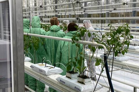 Tomato planting at the Centre of Excellence