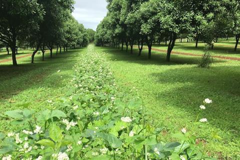 Begrünung auf einer Macadamia-Plantage in Australien.