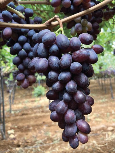 Lebanese grapes