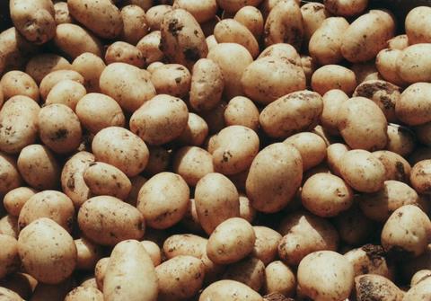 Polen: Deutlicher Einbruch bei der Kartoffelernte erwartet