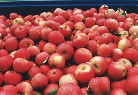 Destatis: Überdurchschnittliche Apfel- und Birnenernte im Jahr 2018