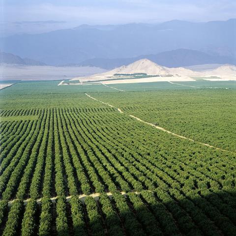 Peru: Ausweitung der Avocado-Produktion geplant